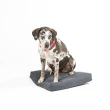 Hundebett 50x50x10 cm